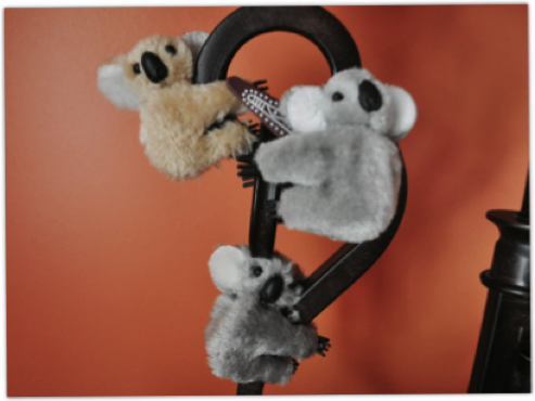 bianchi-koala-Bianchi Cup