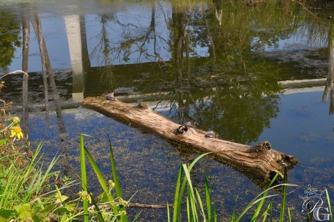 Cuyahoga Valley National Park turtles